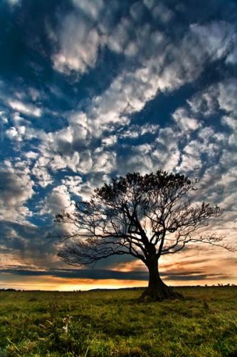 Lone tree